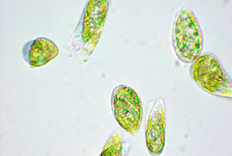 ミドリムシ,ダイエット